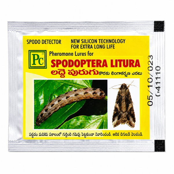 Spodoptera Litura