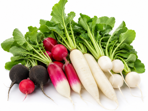 Radish