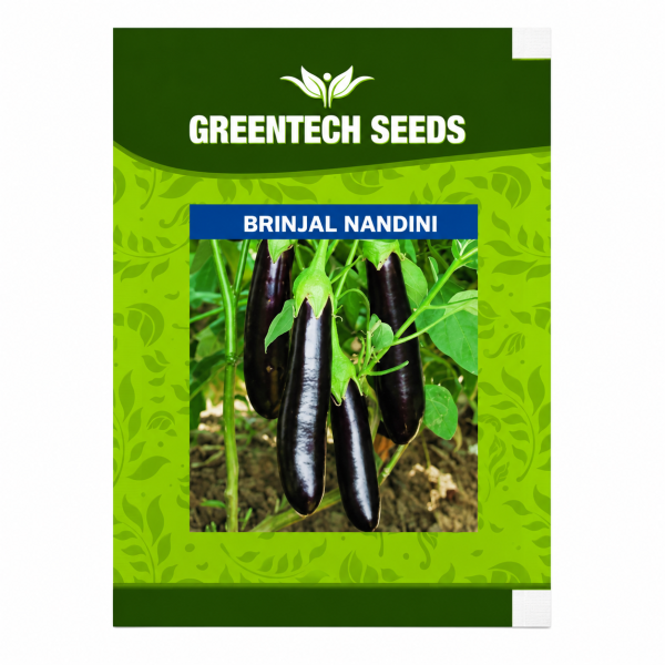Brinjal Nandini