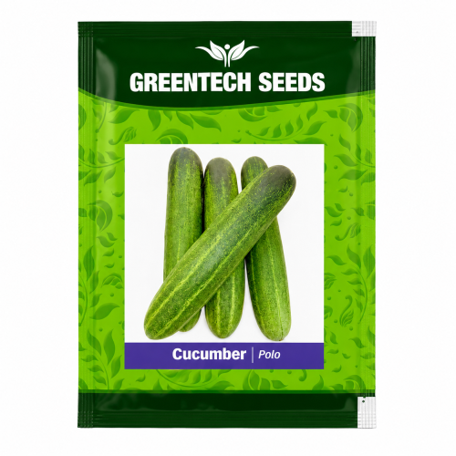 Cucumber Polo 