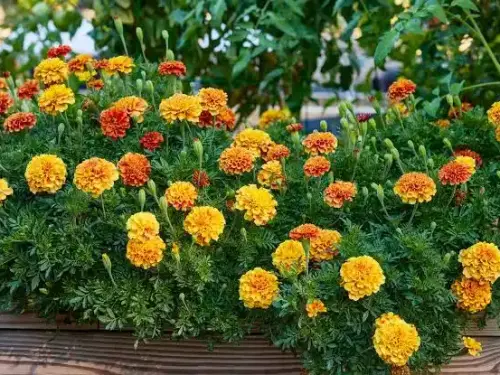 Marigold