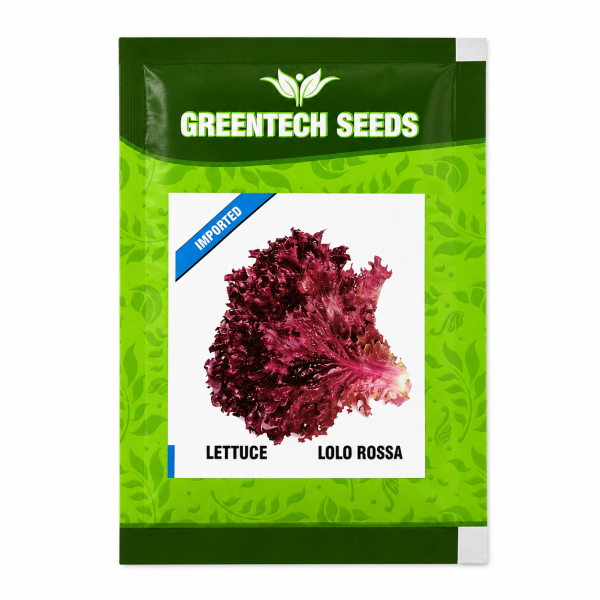 Lettuce LOLO ROSSA