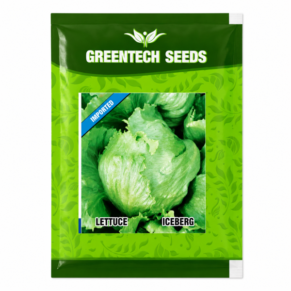 Lettuce IceBerg