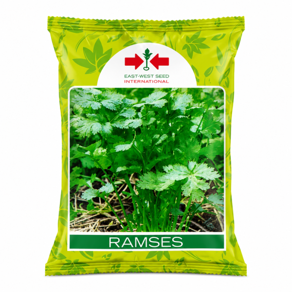 S Coriander Ramses
