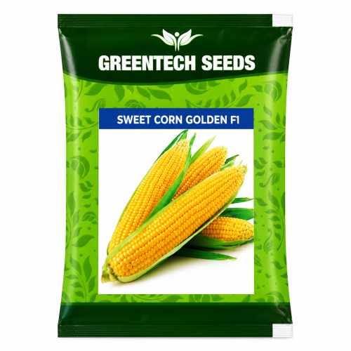 Sweet corn 